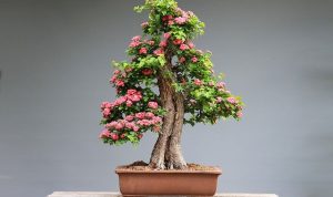 Cara mudah membuat bonsai